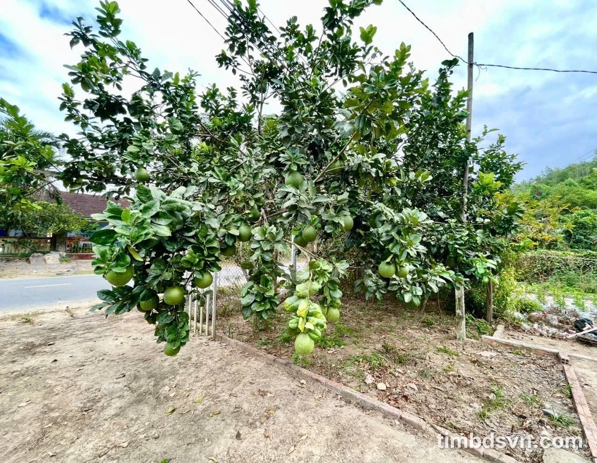 Bán đất mặt tiền TL2 Diên Thọ 500m², 1,1 tỷ - Ảnh thu nhỏ 4