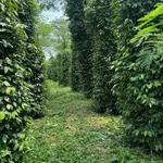 Bán đất 1 héc mặt tiền 30m Cần Giờ 1 tỷ 400 - Ảnh thu nhỏ 3