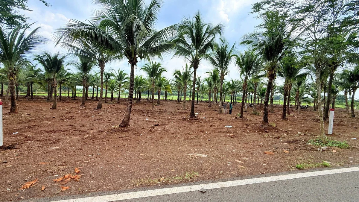 Bán đất mặt tiền Tỉnh Lộ 997, 720m2, gần biển Lộc An - Ảnh thu nhỏ 2