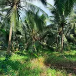 Bán đất vườn dừa 10.000m2 Mỹ Chánh Bến Tre 290 tỷ - Ảnh thu nhỏ 3