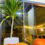 Bán nhà vườn 1.800m² cách Phan Thiết 7km, giá 2,2 tỷ - Ảnh thu nhỏ 4