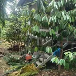 Bán lô đất thổ cư 5x41m giá 750 triệu tại Cư Jút, Lâm Đồng - Ảnh thu nhỏ 4
