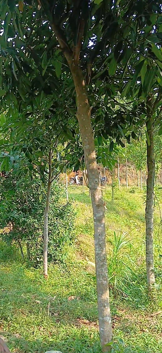 Bán trang trại 1,4 ha Phường Văn Phú - Ảnh thu nhỏ 4