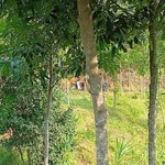 Bán trang trại 1,4 ha Phường Văn Phú - Ảnh thu nhỏ 4