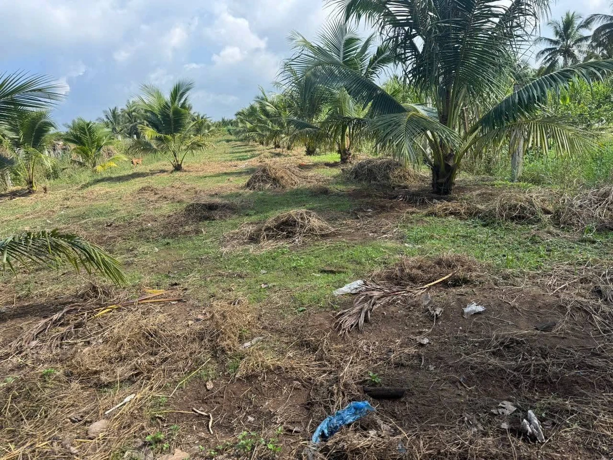 Bán đất 1500m² Xã Châu Hưng, Vĩnh Long 300 triệu - Ảnh thu nhỏ 4