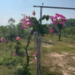 Bán lô đất vườn 1500m2 giáp suối Khánh Hòa - Ảnh thu nhỏ 3