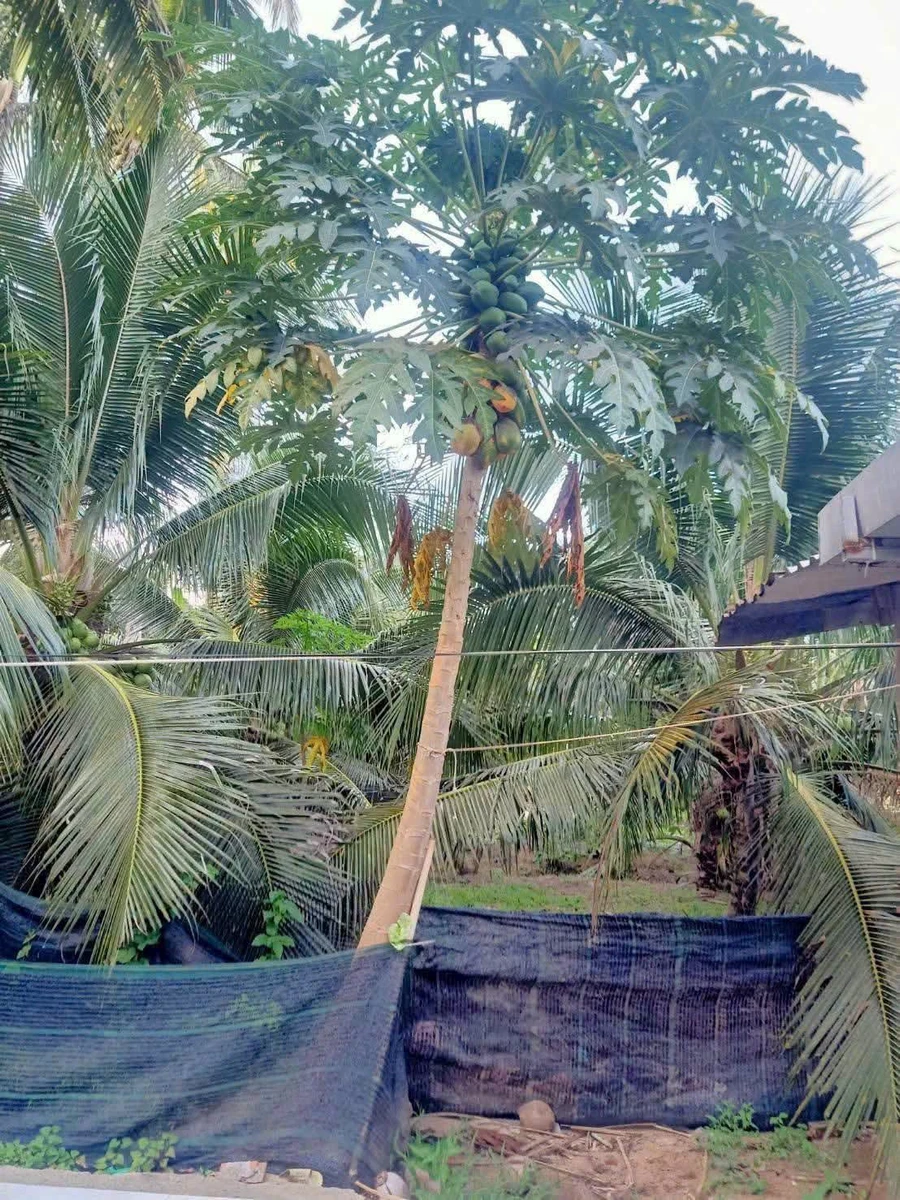 Bán nhà 2 phòng ngủ 218m2 gần Phú An Hòa, Bình Trị Thiên - Ảnh thu nhỏ 2