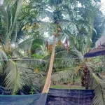 Bán nhà 2 phòng ngủ 218m2 gần Phú An Hòa, Bình Trị Thiên - Ảnh thu nhỏ 2