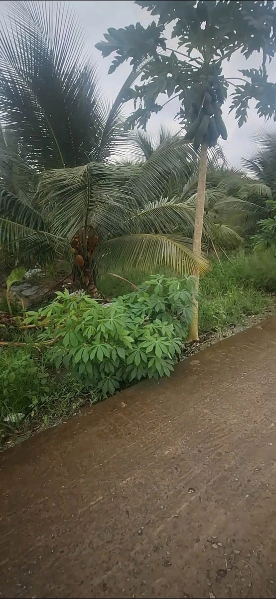 Bán đất mặt tiền đường đan 4m Trần Văn Rỉ, Bình Trinh Đông, Tân Trụ, Long An, giá 820 triệu - Ảnh thu nhỏ 3