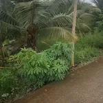 Bán đất mặt tiền đường đan 4m Trần Văn Rỉ, Bình Trinh Đông, Tân Trụ, Long An, giá 820 triệu - Ảnh thu nhỏ 3