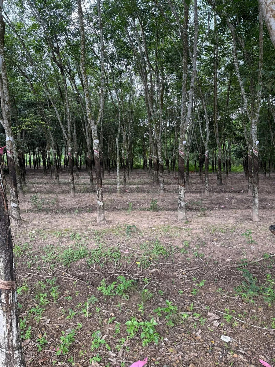 Bán đất 500m2 (50m2 thổ cư) giá 500 triệu Thạnh Bình - Ảnh thu nhỏ 2