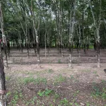 Bán đất 500m2 (50m2 thổ cư) giá 500 triệu Thạnh Bình - Ảnh thu nhỏ 2