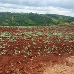 Bán đất ~10 hectare tại Đắk Nông, giá 11 tỷ - Ảnh thu nhỏ 1
