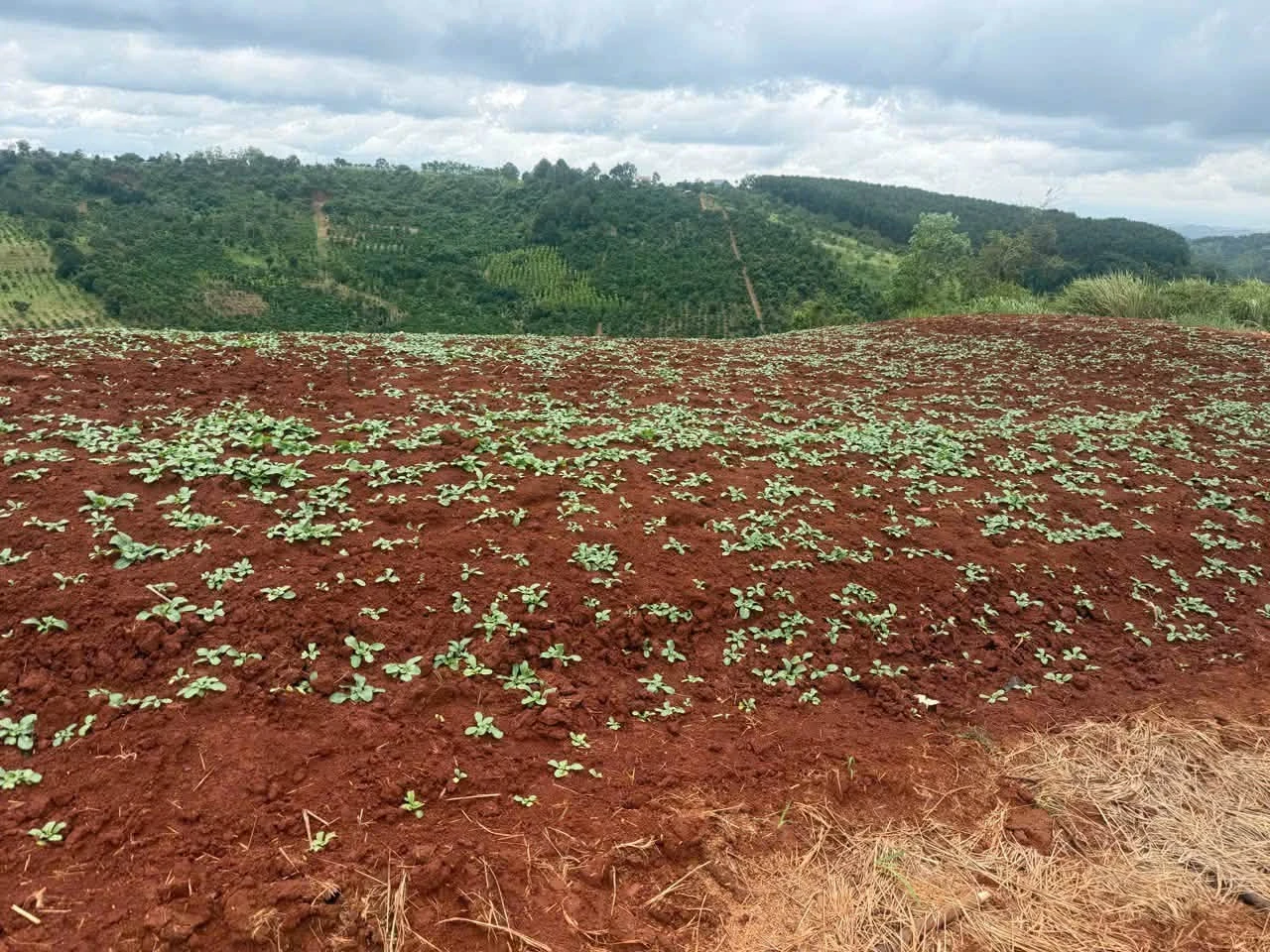Bán đất ~10 hectare tại Đắk Nông, giá 11 tỷ - Ảnh 1