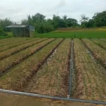 Bán đất 2098m² giá 1 tỷ 680 triệu Cần Thơ - Ảnh thu nhỏ 4