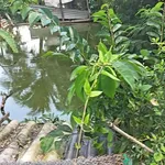 Bán lô đất 130 m² xã Long Hòa Cần Đước Long An - Ảnh thu nhỏ 2