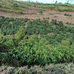 Bán đất rẫy 1,3 ha trồng cà phê, sầu riêng tại Cư Né, Krông Búk, Đắk Lắk - Ảnh thu nhỏ 4