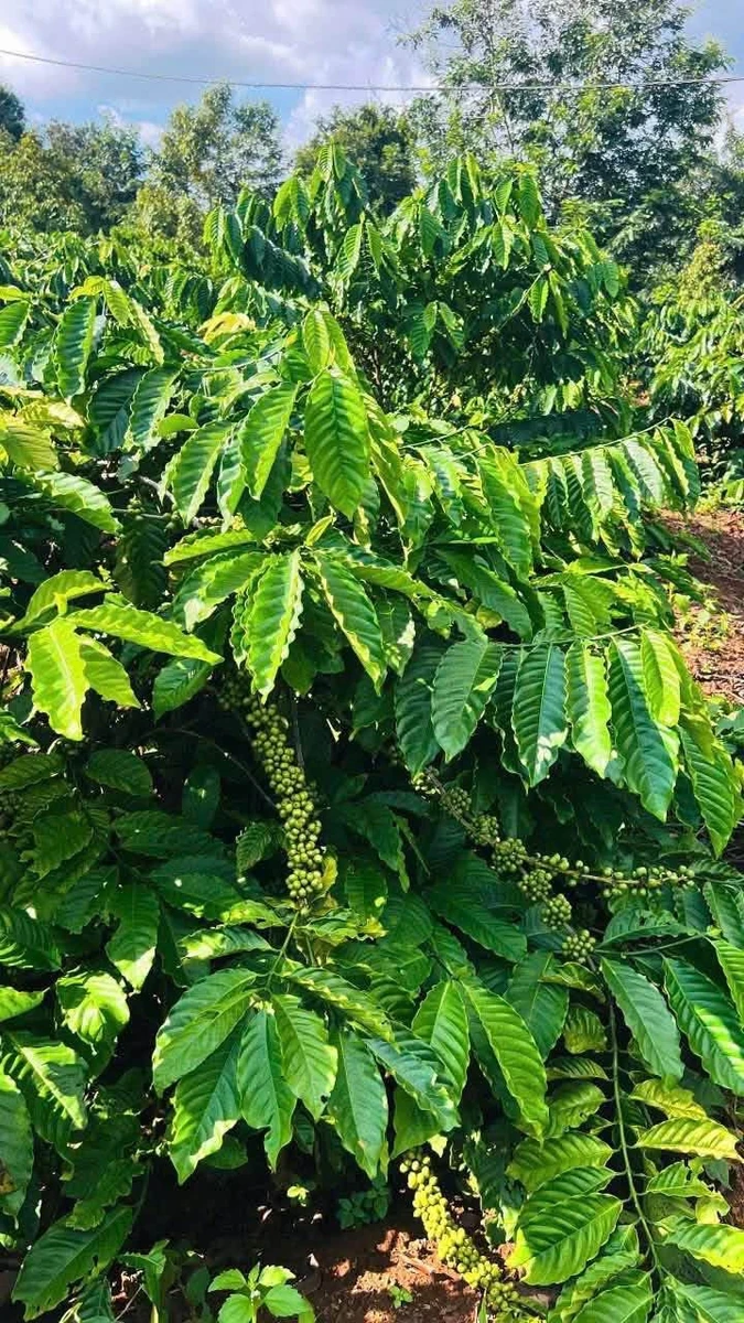 Bán đất nông nghiệp vườn cà phê 4,2 sào tại Buôn Kom Leo, Đắk Lắk - Ảnh thu nhỏ 5