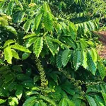 Bán đất nông nghiệp vườn cà phê 4,2 sào tại Buôn Kom Leo, Đắk Lắk - Ảnh thu nhỏ 5