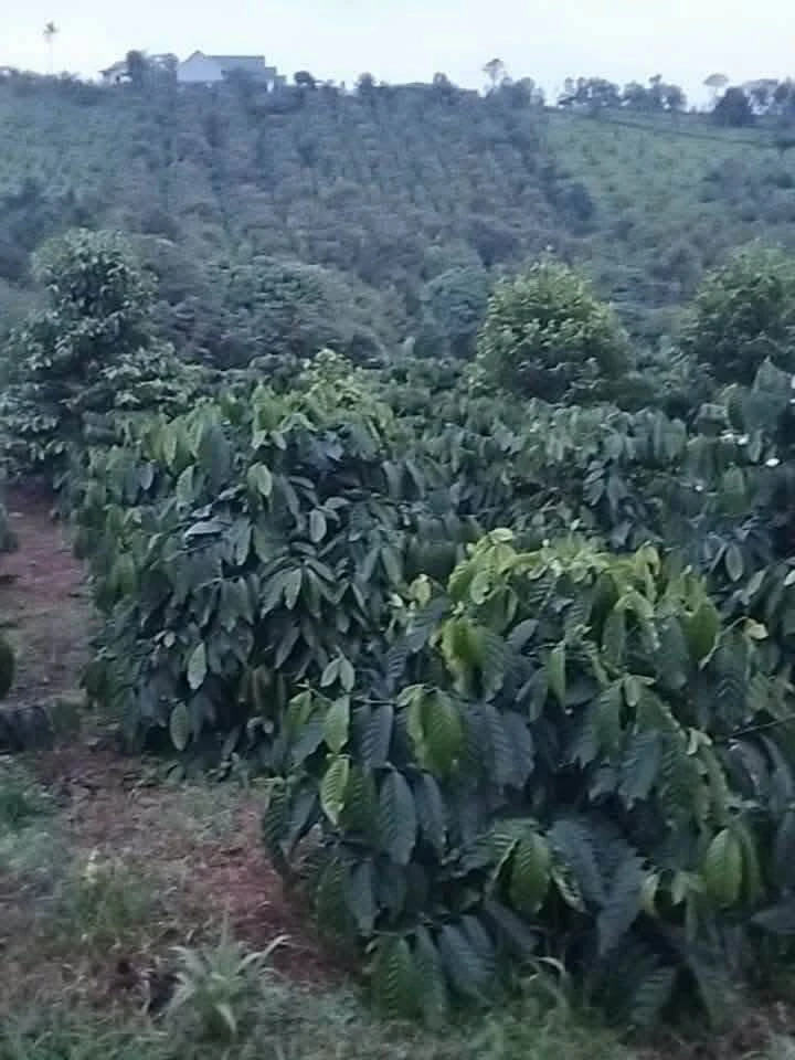 Bán đất 1ha ao hồ Tuy Đức Lâm Đồng 1 tỷ 300 triệu - Ảnh thu nhỏ 3