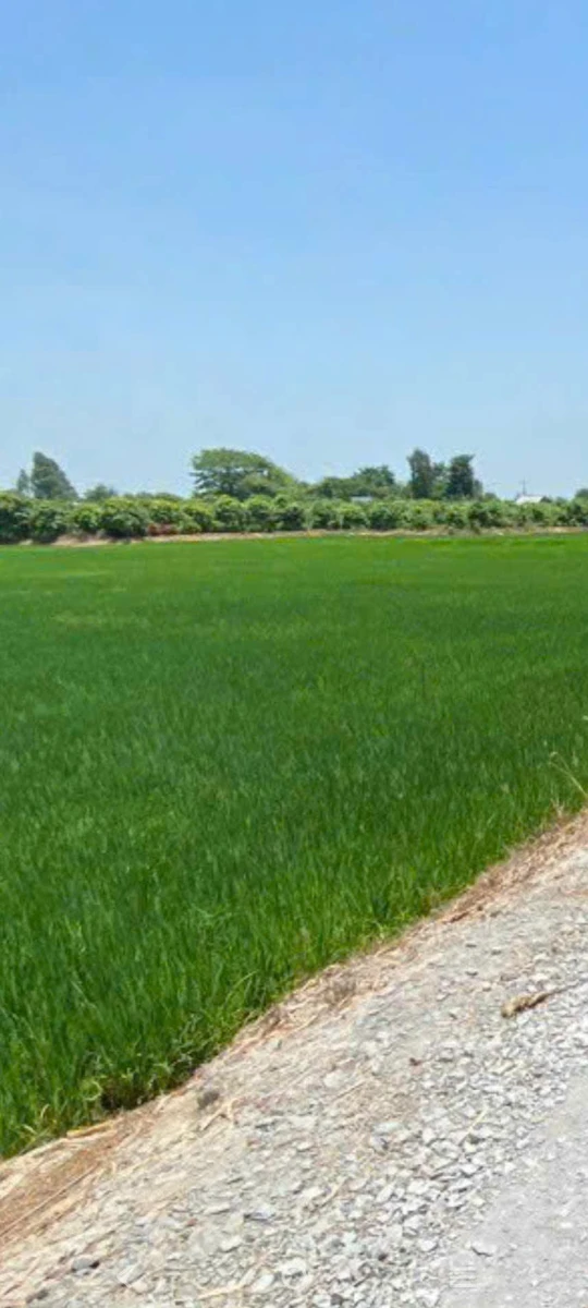Bán đất Cao Lãnh Đồng Tháp 10 công mặt tiền 65m - Ảnh thu nhỏ 2