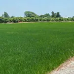 Bán đất Cao Lãnh Đồng Tháp 10 công mặt tiền 65m - Ảnh thu nhỏ 2