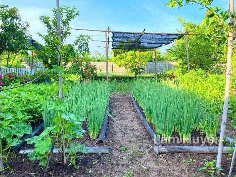 Bán nhà vườn mặt tiền 48m, 3200m², gần chợ Đồng Nai, Bình Chánh - Ảnh thu nhỏ 5