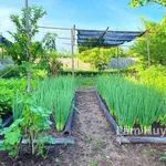 Bán nhà vườn mặt tiền 48m, 3200m², gần chợ Đồng Nai, Bình Chánh - Ảnh thu nhỏ 5