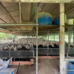 Bán trại chăn nuôi 74m mặt tiền Dầu Giây 6.5 tỷ - Ảnh thu nhỏ 3