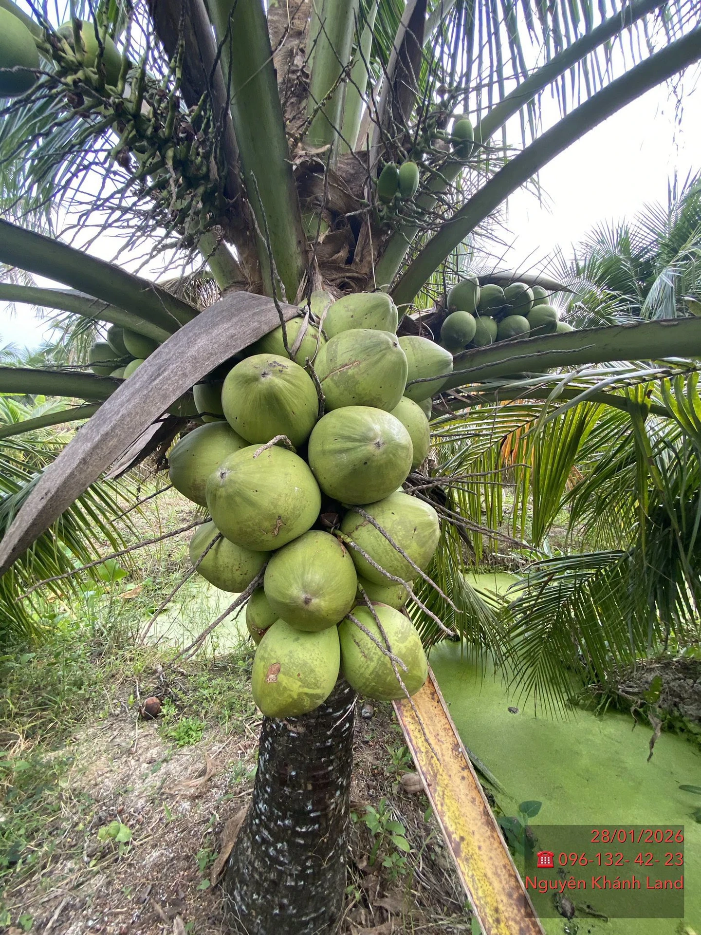 Bán đất vườn dừa xiêm 5,8 công Mỹ Hòa Ba Tri - Ảnh 1