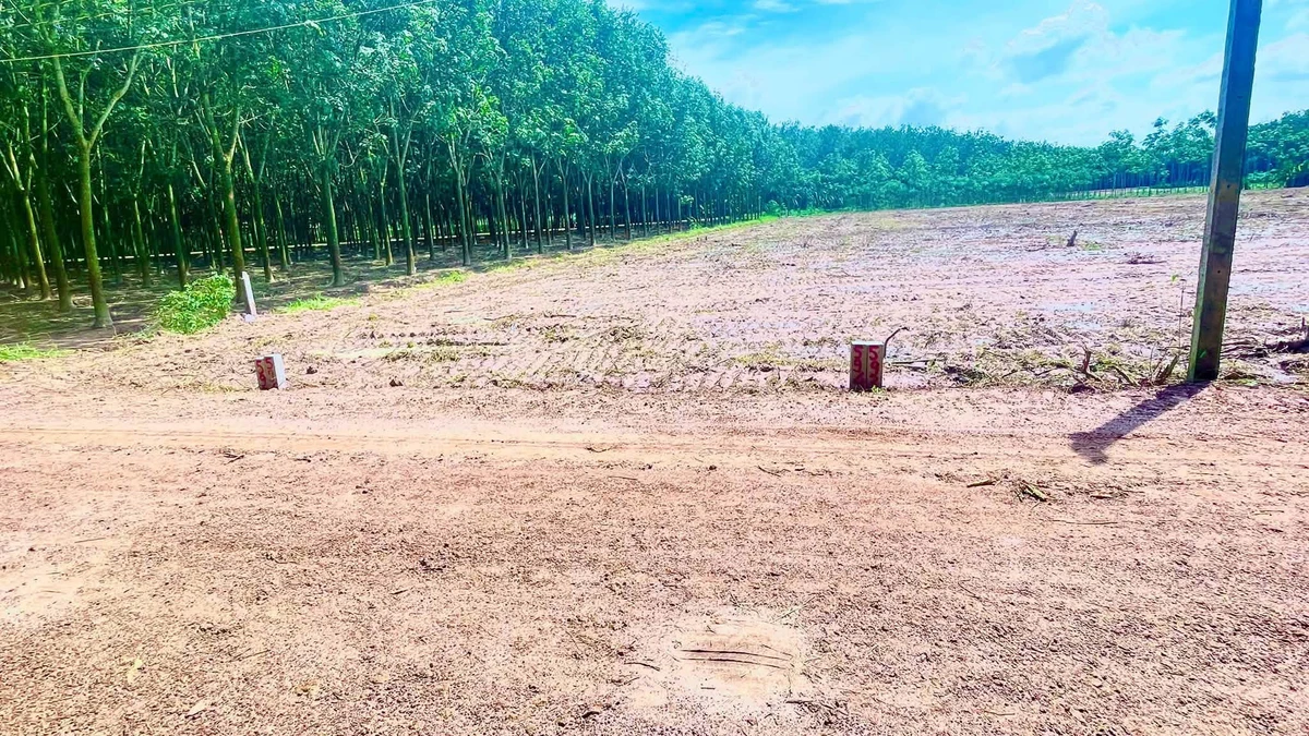 Bán đất 50m² giá 250 triệu Chùm Dừa Châu Thành Tây Ninh - Ảnh thu nhỏ 2
