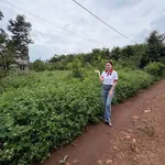 Bán 500m² đất thổ cư 2 sổ đỏ riêng tại xã Ea Tul, Đắk Lắk giá 540 triệu - Ảnh thu nhỏ 1