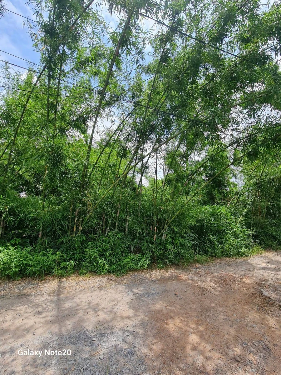 Bán lô đất Trảng Bàng 1.934m² - 3 tỷ - Ảnh thu nhỏ 3