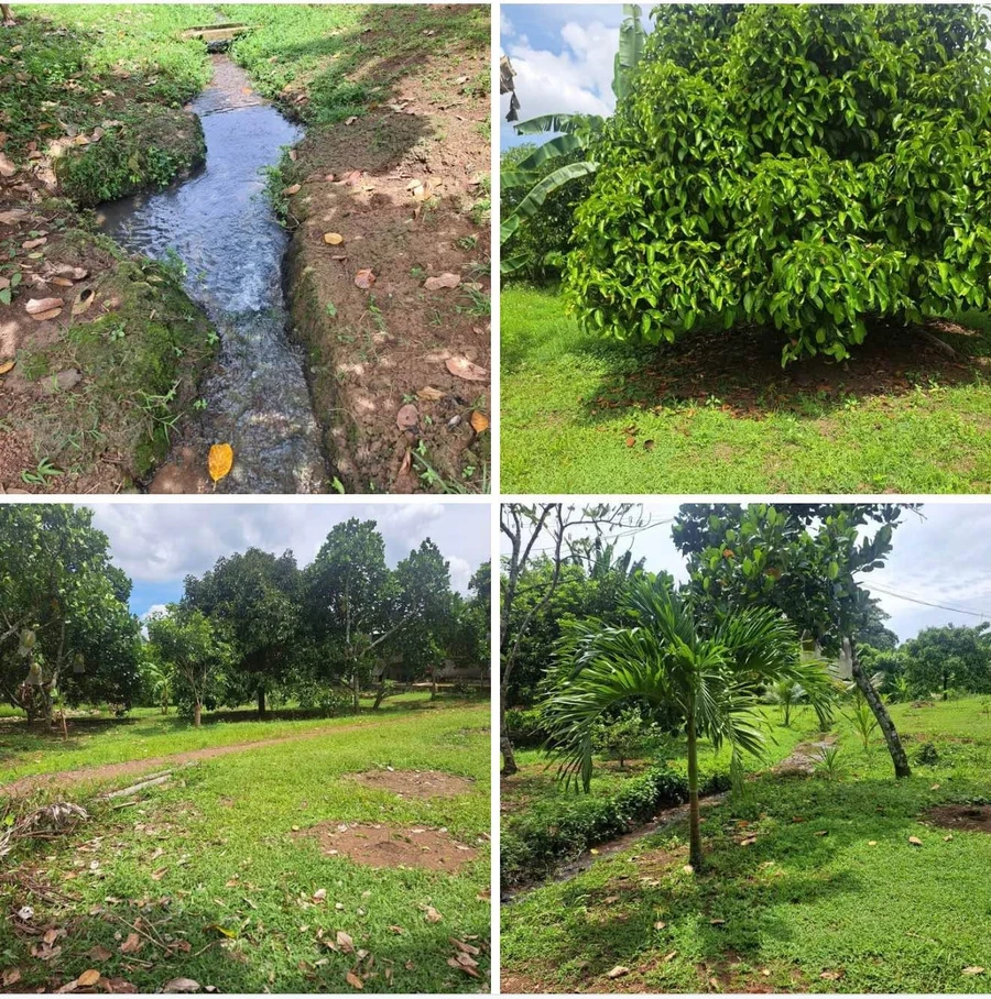 Bán đất 500m2 vườn trái cây chợ Bình Lộc, sổ riêng - Ảnh 1