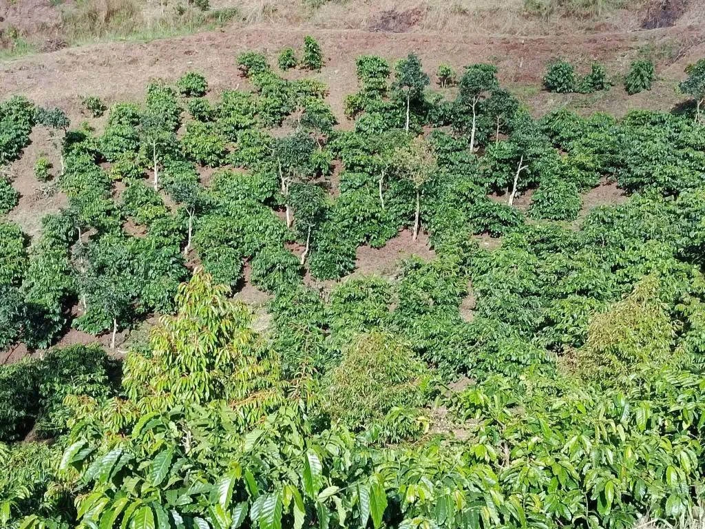 Bán đất rẫy 1,3 ha trồng cà phê, sầu riêng tại Cư Né, Krông Búk, Đắk Lắk - Ảnh thu nhỏ 3