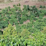 Bán đất rẫy 1,3 ha trồng cà phê, sầu riêng tại Cư Né, Krông Búk, Đắk Lắk - Ảnh thu nhỏ 3
