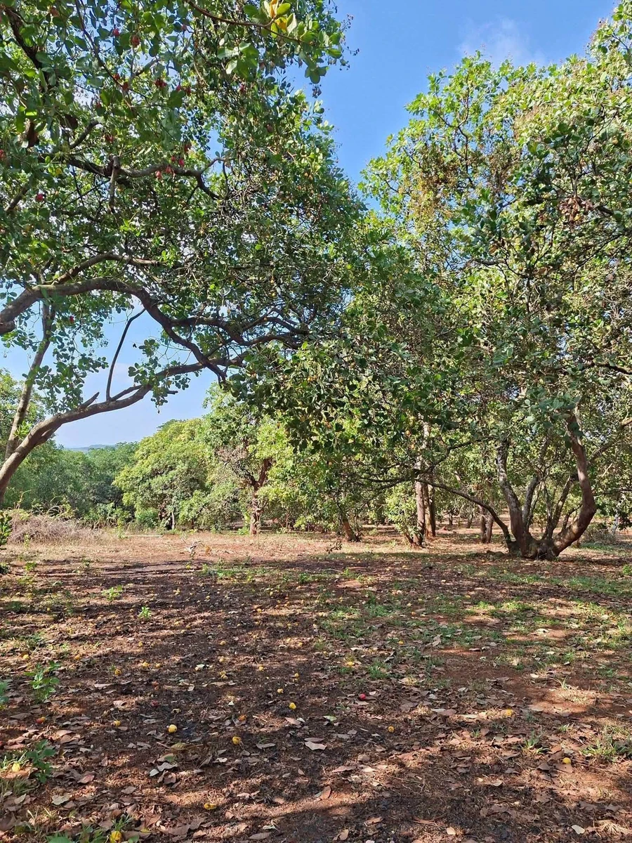 Bán 3,7 hectare đất nông nghiệp gần Đức Hạnh, Bình Dương - Ảnh thu nhỏ 2
