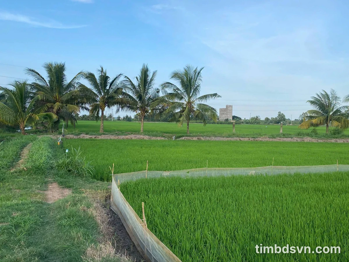 Bán đất ruộng hơn 6 công tại Trà Vinh - Ảnh 1