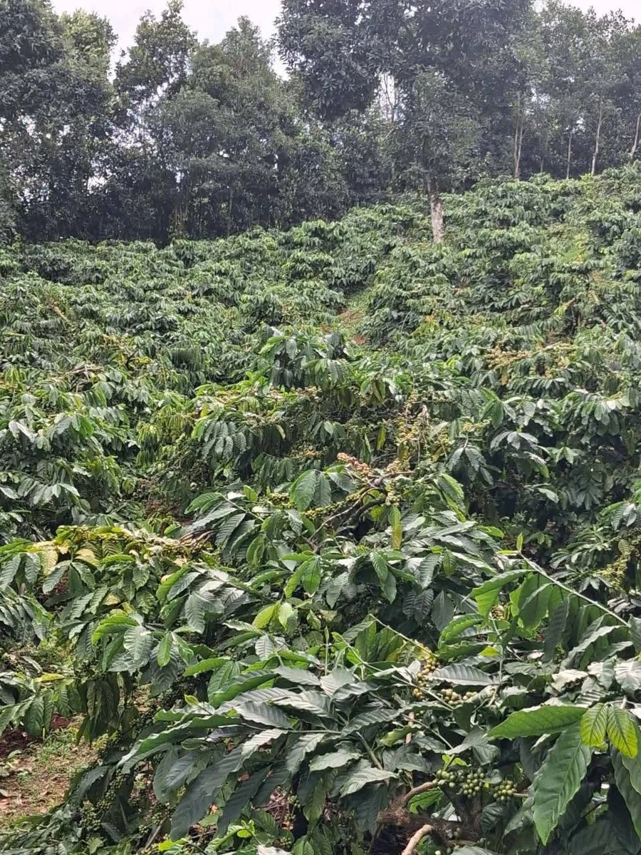 Bán đất 1ha cafe Tuy Đức Lâm Đồng 700 triệu - Ảnh 1