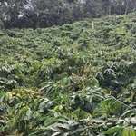 Bán đất 1ha cafe Tuy Đức Lâm Đồng 700 triệu - Ảnh thu nhỏ 1