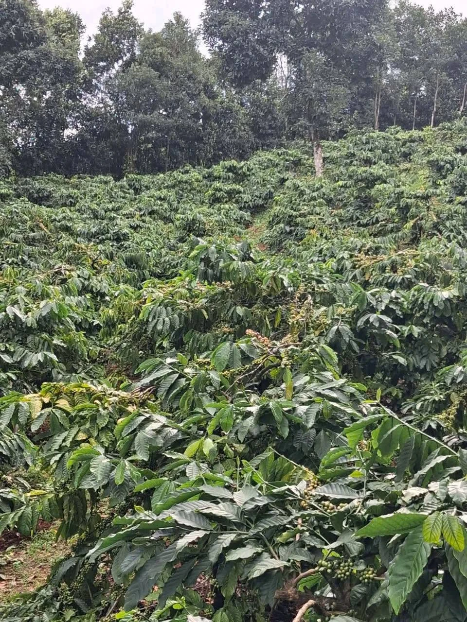 Bán đất 1ha cafe Tuy Đức Lâm Đồng 700 triệu - Ảnh 1