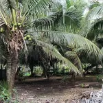 Bán đất nền mặt tiền Phước Thạnh 1 công - Ảnh thu nhỏ 2