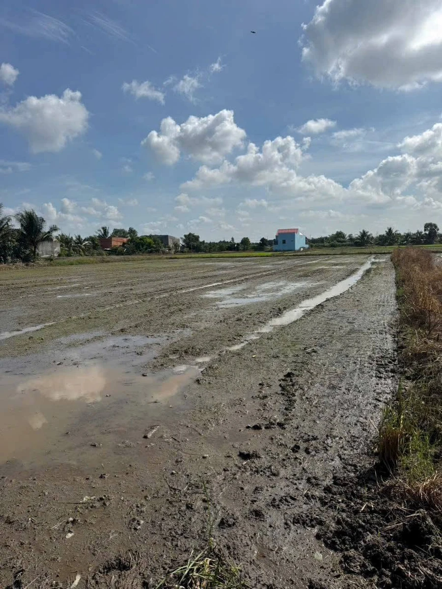 Bán 1000m² đất lúa mặt kênh Bến Lức Long An - Ảnh thu nhỏ 4