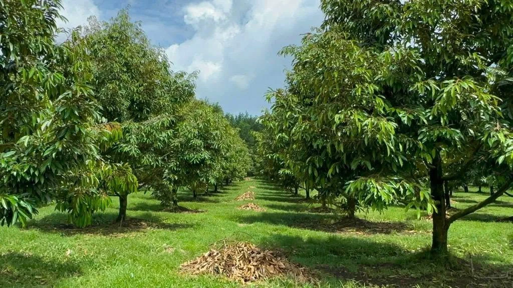 Bán vườn sầu riêng 2 hecta, Phú Lâm, Đồng Nai, 11 tỷ - Ảnh 1