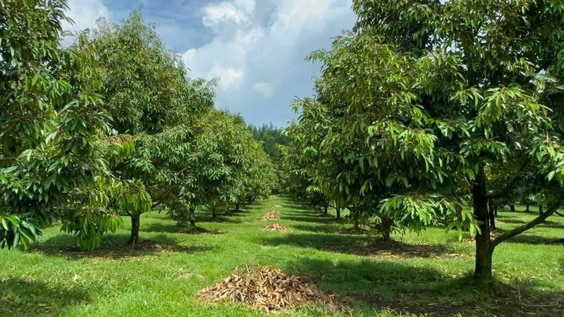 Bán vườn sầu riêng 2 hecta, Phú Lâm, Đồng Nai, 11 tỷ