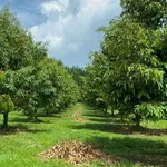 Bán vườn sầu riêng 2 hecta, Phú Lâm, Đồng Nai, 11 tỷ - Ảnh thu nhỏ 1