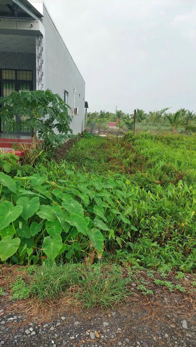 Bán lô đất thổ cư 133 m2 Mỷ An, Thủ Thừa, Long An - Ảnh thu nhỏ 5
