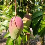 Bán đất vườn xoài 15779m2 tại Hồ Trị An, Đồng Nai - Ảnh thu nhỏ 5
