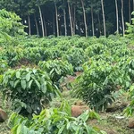 Bán vườn cà phê 1,7ha gần Cụm công nghiệp Hòa Phú, Buôn Ma Thuột - Ảnh thu nhỏ 2