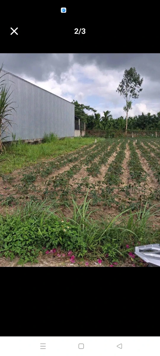 Bán đất 183m2 (164m2 thổ cư) giá 430 triệu phường Trương Quang Trọng, Quảng Ngãi - Ảnh thu nhỏ 2